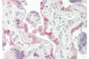 ABIN190773 (5 μg/mL) staining of paraffin embedded Human Placenta. (Transglutaminase 2 antibody  (Internal Region))