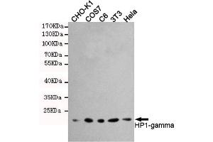 Western blot detection of HP1-gamma in Hela,3T3,C6,COS7 and CHO-K1 cell lysates using HP1-gamma mouse mAb (1:1000 diluted).
