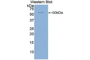 Detection of Recombinant ICAM5, Human using Polyclonal Antibody to Intercellular Adhesion Molecule 5 (ICAM5) (ICAM5 antibody  (AA 409-674))