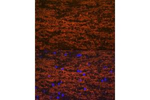 Immunofluorescence analysis of mouse brain using Myelin oligodendrocyte glycoprotein Rabbit mAb (ABIN7268722) at dilution of 1:100 (40x lens). (MOG antibody)