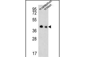 Western blot analysis of SLC25A19 Antibody (C-term) (ABIN651462 and ABIN2840254) in mouse cerebellum,heart tissue lysates (35 μg/lane). (SLC25A19 antibody  (C-Term))