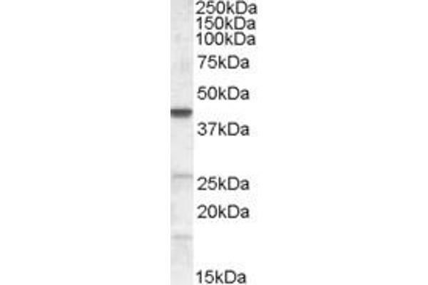 ABHD5 antibody  (Internal Region)