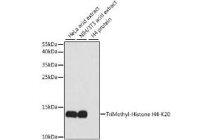 Western blot analysis of extracts of various cell lines, using TriMethyl-Histone H4-K20 antibody. (Histone H4 antibody  (3meLys20))