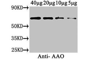 Western Blot Positive WB detected in: Cucurbita maxima (40 μg, 20 μg, 10 μg, 5 μg) All lanes: AAO antibody at 3 μg/mL Secondary Goat polyclonal to rabbit IgG at 1/50000 dilution Predicted band size: 65 kDa Observed band size: 65 kDa (Ascorbate Oxidase antibody  (AA 31-579))