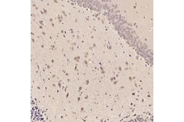 RMND5A antibody