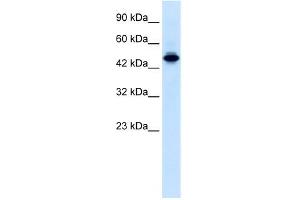 WB Suggested Anti-ELF2 Antibody Titration:  0.