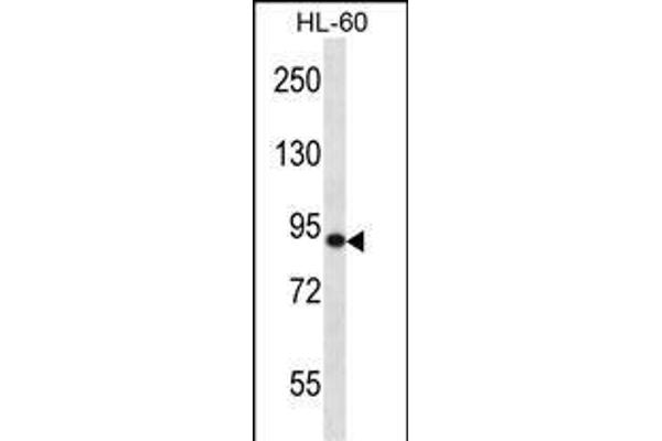 SP140 antibody  (AA 272-301)
