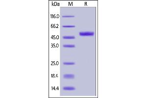 SDS-PAGE (SDS) image for Tumor Necrosis Factor Receptor Superfamily, Member 18 (TNFRSF18) (AA 26-161) protein (Fc Tag,AVI tag,Biotin) (ABIN6731276)