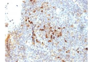 Formalin-fixed, paraffin-embedded human Tonsil stained with HLA-DRA Mouse Monoclonal Antibody (19-26. (HLA-DRA antibody)