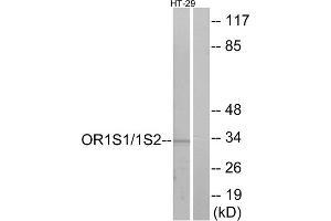 Western blot analysis of extracts from HT-29 cells, using OR1S1/1S2 antibody. (OR1S1/1S2 antibody  (C-Term))