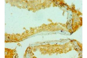 Immunohistochemistry of paraffin-embedded human testis tissue using ABIN7148222 at dilution of 1:100