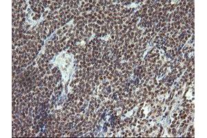 Image no. 1 for anti-Estrogen-Related Receptor gamma (ESRRG) (AA 24-263) antibody (ABIN1491251) (ESRRG antibody  (AA 24-263))