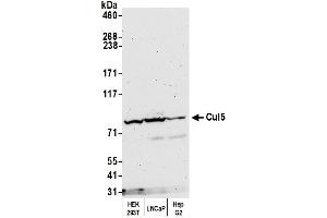 Western Blotting (WB) image for anti-Cullin 5 (CUL5) (AA 1-50) antibody (ABIN7454808) (Cullin 5 antibody  (AA 1-50))