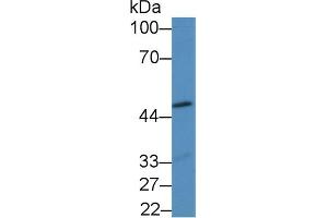 Western blot analysis of Mouse Heart lysate, using Mouse GDF7 Antibody (2 µg/ml) and HRP-conjugated Goat Anti-Rabbit antibody ( (GDF7 antibody  (AA 295-447))
