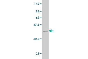 Western Blot detection against Immunogen (36. (MTHFS antibody  (AA 104-203))