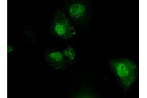 Anti-PLEK mouse monoclonal antibody (ABIN2453486) immunofluorescent staining of COS7 cells transiently transfected by pCMV6-ENTRY PLEK (RC203780). (Pleckstrin antibody)
