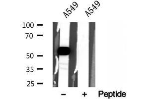 Western blot analysis of extracts of A549 cells, using ZnT7 antibody. (SLC30A7 antibody  (N-Term))