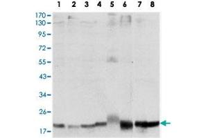 Western blot analysis using SKP1 monoclonal antobody, clone 4E11  against HeLa (1), NIH/3T3 (2), A-431 (3), RAJI (4), PC-12 (5), COS-7 (6), MCF-7 (7) and HepG2 (8) cell lysate.