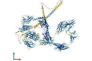 AlphaFold protein structure predicition of Human Recombinant MYOM2 Protein, UniprotID P54296 (MYOM2 Protein (AA 1-1465) (His tag))