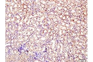 Paraformaldehyde-fixed, paraffin embedded mouse kidney tissue, Antigen retrieval by boiling in sodium citrate buffer(pH6) for 15min, Block endogenous peroxidase by 3% hydrogen peroxide for 30 minutes, Blocking buffer (normal goat serum) at 37°C for 20min, Antibody incubation with Rabbit Anti-DNase II Polyclonal Antibody, Unconjugated  at 1:400 overnight at 4°C, followed by a conjugated secondary and DAB staining (DNASE2 antibody  (AA 25-90))