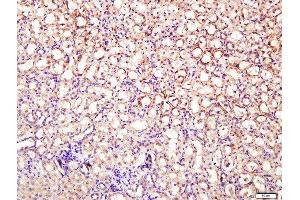 Paraformaldehyde-fixed, paraffin embedded mouse kidney tissue, Antigen retrieval by boiling in sodium citrate buffer(pH6) for 15min, Block endogenous peroxidase by 3% hydrogen peroxide for 30 minutes, Blocking buffer (normal goat serum) at 37°C for 20min, Antibody incubation with Rabbit Anti-DNase II Polyclonal Antibody, Unconjugated  at 1:400 overnight at 4°C, followed by a conjugated secondary and DAB staining (DNASE2 antibody  (AA 25-90))