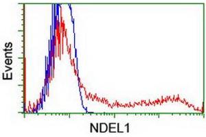 Image no. 3 for anti-NudE Nuclear Distribution E Homolog (A. Nidulans)-Like 1 (NDEL1) antibody (ABIN1499852)