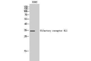 Western Blotting (WB) image for anti-Olfactory Receptor, Family 4, Subfamily L, Member 1 (OR4L1) (C-Term) antibody (ABIN3186104)