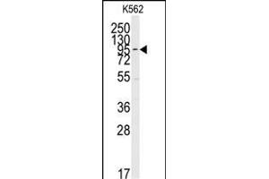 Western blot analysis of anti-ERK5 C-term Pab (ABIN391722 and ABIN2841612) in K562 cell line lysates (35 μg/lane).