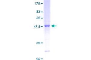 RAB13 Protein (AA 1-203) (GST tag)