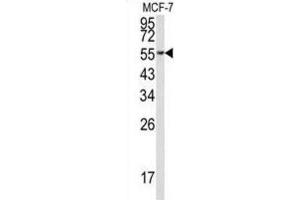 Western Blotting (WB) image for anti-Eukaryotic Translation Elongation Factor 1 alpha 1 (EEF1A1) antibody (ABIN3002705) (eEF1A1 antibody)