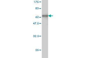 Cathepsin W antibody  (AA 22-376)