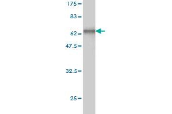 Cathepsin W antibody  (AA 22-376)