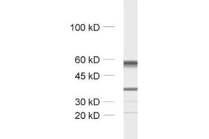 Western Blotting (WB) image for anti-Tubulin, beta 3 (TUBB3) (AA 443-450) antibody (ABIN1742553) (TUBB3 antibody  (AA 443-450))