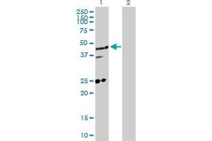 Western Blot analysis of MED27 expression in transfected 293T cell line by MED27 MaxPab polyclonal antibody.