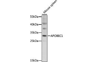 Western blot analysis of extracts of mouse spleen, using  antibody (ABIN7265636) at 1:1000 dilution. (APOBEC1 antibody  (AA 1-80))