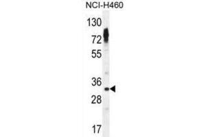 Western Blotting (WB) image for anti-Olfactory Receptor, Family 2, Subfamily Z, Member 1 (OR2Z1) antibody (ABIN2995998) (OR2Z1 antibody)