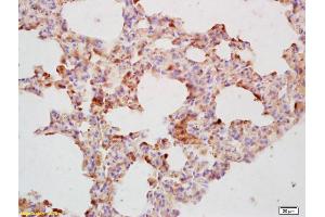 Formalin-fixed and paraffin embedded mouse lung labeled with Rabbit Anti-APH1a gamma Polyclonal Antibody (ABIN706016) at 1:200 followed by conjugation to the secondary antibody and DAB staining. (APH1A antibody  (AA 71-170))