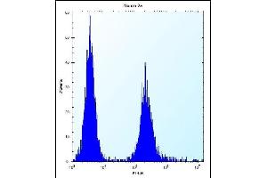 EFCB7 Antibody (C-term) (ABIN658018 and ABIN2846956) flow cytometric analysis of Neuro-2a cells (right histogram) compared to a negative control cell (left histogram). (EFCAB7 antibody  (C-Term))