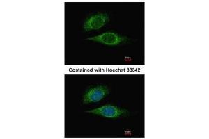 ICC/IF Image Immunofluorescence analysis of methanol-fixed HeLa, using ESE1, antibody at 1:500 dilution. (ELF3 antibody  (C-Term))