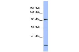 WB Suggested Anti-PSMD1 Antibody Titration: 0. (PSMD1 antibody  (N-Term))