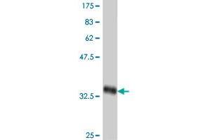 Western Blot detection against Immunogen (38. (BRS3 antibody  (AA 290-399))