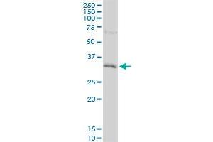 HEYL monoclonal antibody (M12), clone 3D3. (HEYL antibody  (AA 1-70))
