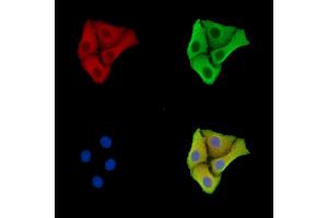 ABIN7096455 and ABIN7100519 staining Hela cells by IF/ICC.