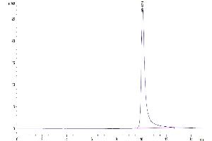 The purity of Rhesus macaque Complement Factor D is greater than 95 % as determined by SEC-HPLC. (Adipsin Protein (AA 21-253) (His tag))