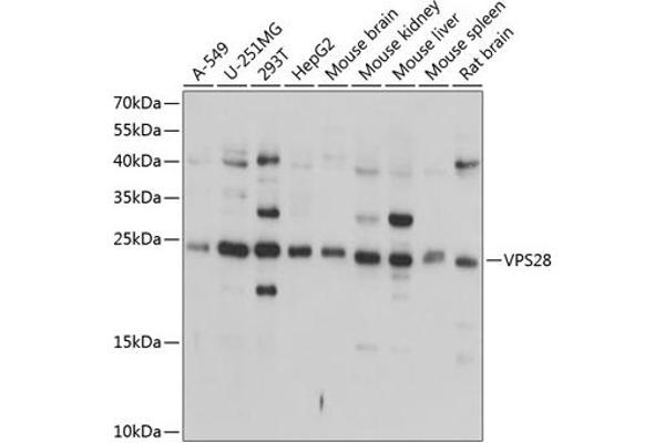 VPS28 antibody  (AA 1-221)