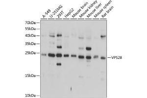 Western blot analysis of extracts of various cell lines, using VPS28 antibody (ABIN6128914, ABIN6150124, ABIN6150125 and ABIN6224890) at 1:1000 dilution.