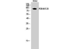 Western Blotting (WB) image for anti-phosphodiesterase 4A/B/C, CAMP-Specific (PDE4B/C/D) (Lys23) antibody (ABIN3186359) (PDE4B/C/D antibody  (Lys23))
