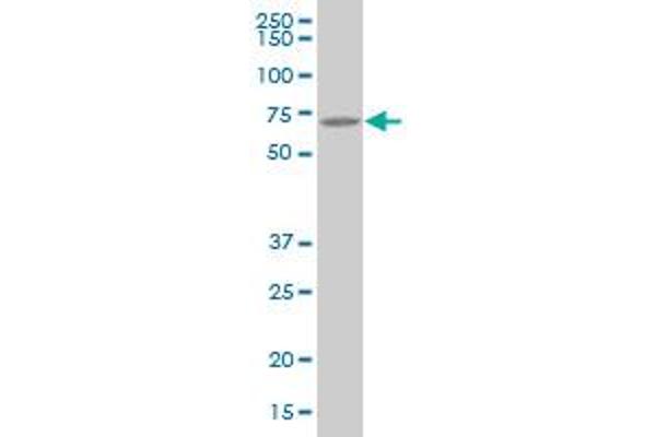 ATE1 antibody  (AA 1-87)