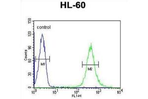 Flow Cytometry (FACS) image for anti-Homeobox A3 (HOXA3) antibody (ABIN3004366) (HOXA3 antibody)