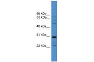 Image no. 1 for anti-Gap Junction Protein, gamma 3, 30.2kDa (GJc3) (AA 101-151) antibody (ABIN6745452) (GJC3 antibody  (AA 101-151))